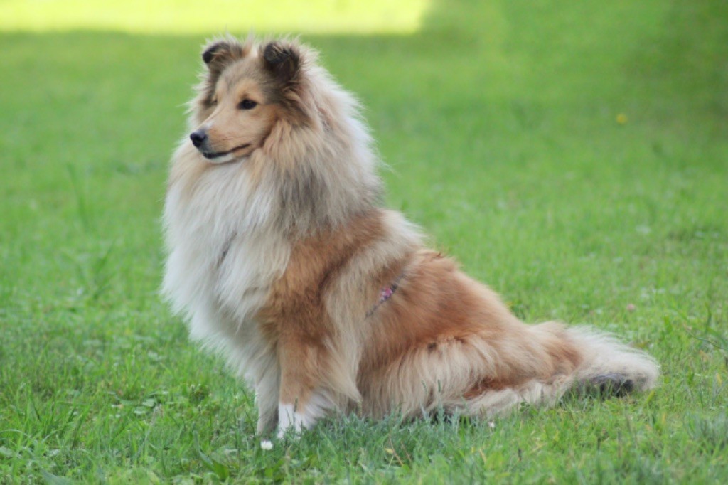 Raven nezy d or Au Sheltie Du Chistr'per