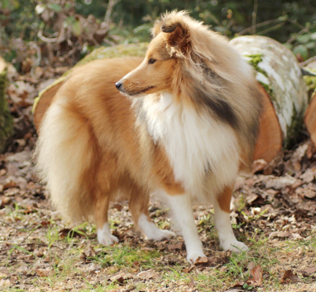 Raven nezy d or Au Sheltie Du Chistr'per