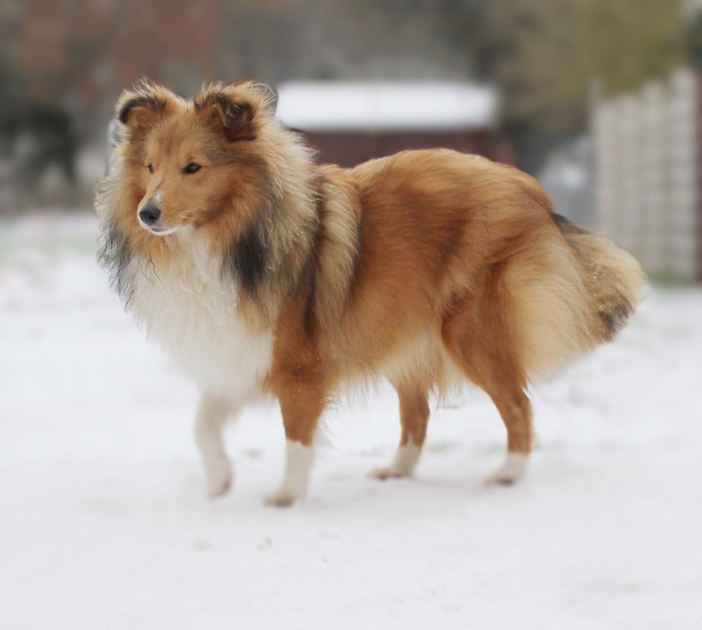 Raven nezy d or Au Sheltie Du Chistr'per