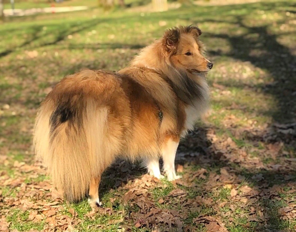 Raven nezy d or Au Sheltie Du Chistr'per