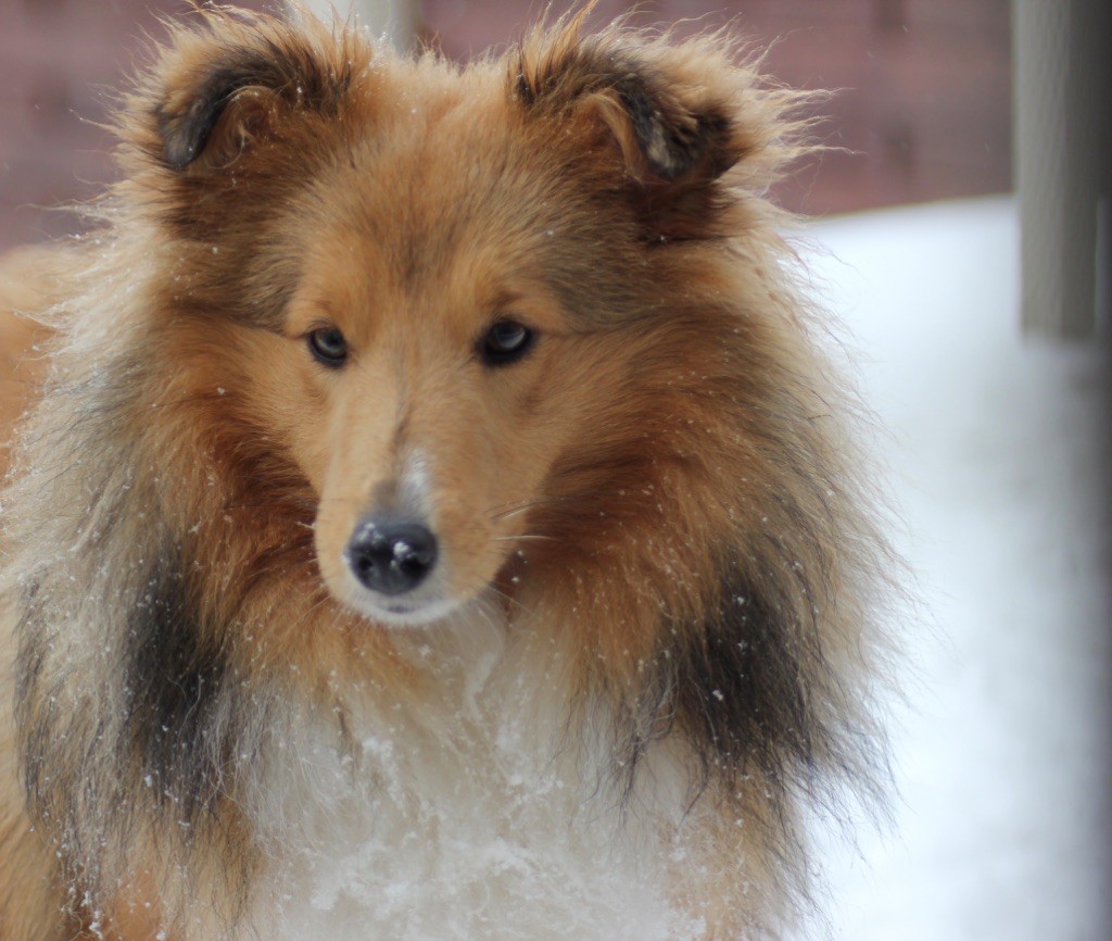 Raven nezy d or Au Sheltie Du Chistr'per