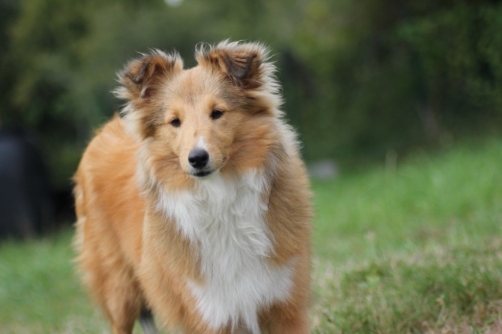 Raven nezy d or Au Sheltie Du Chistr'per