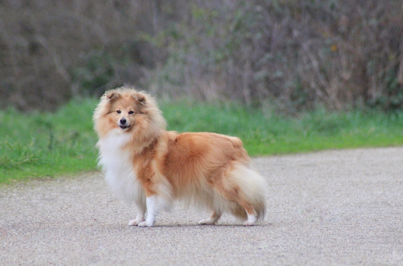 Rivia's lands so wild Of blue tails