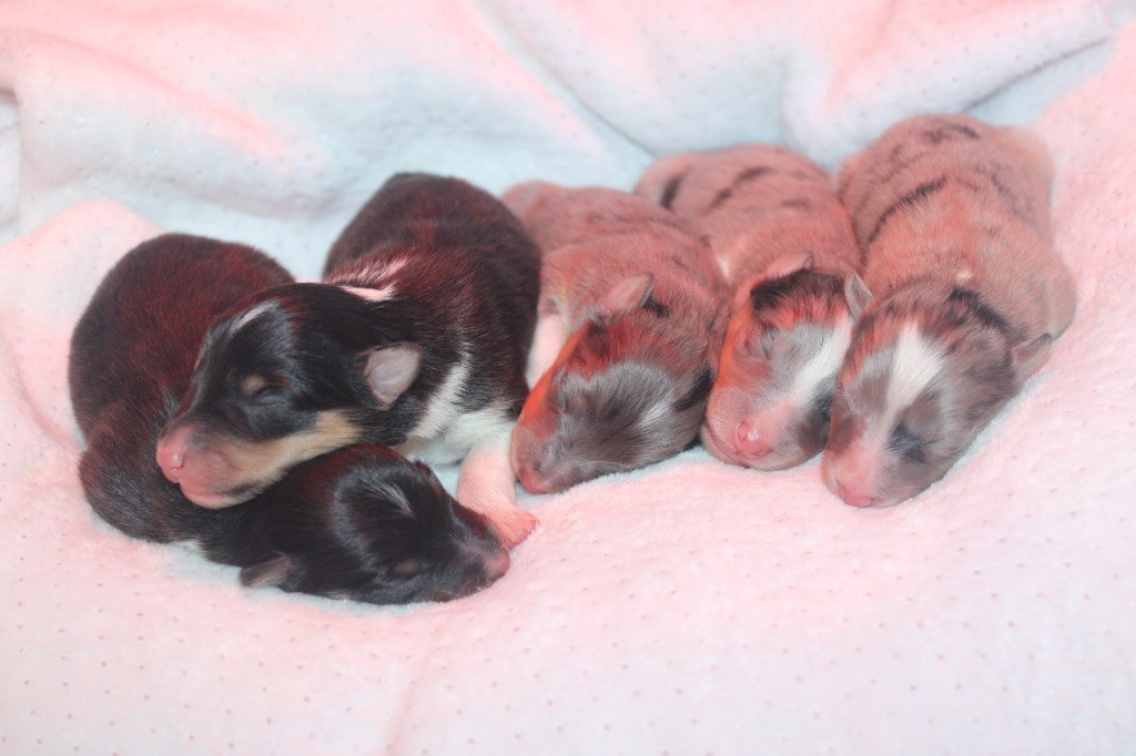 De La Ria Triskela - Naissance le 27/09/25