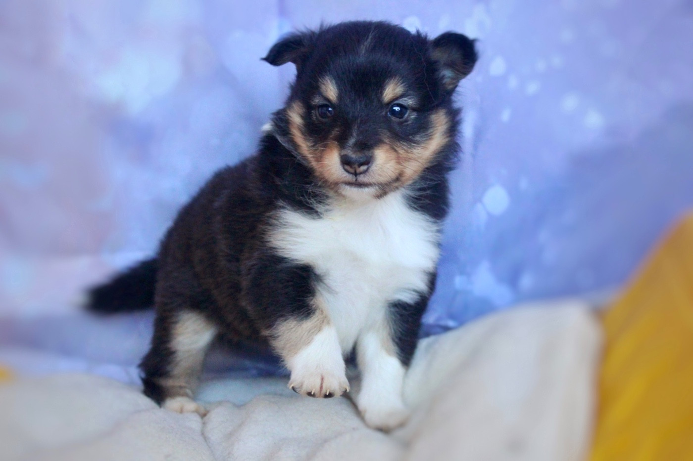 De La Ria Triskela - Chiots disponibles - Shetland Sheepdog