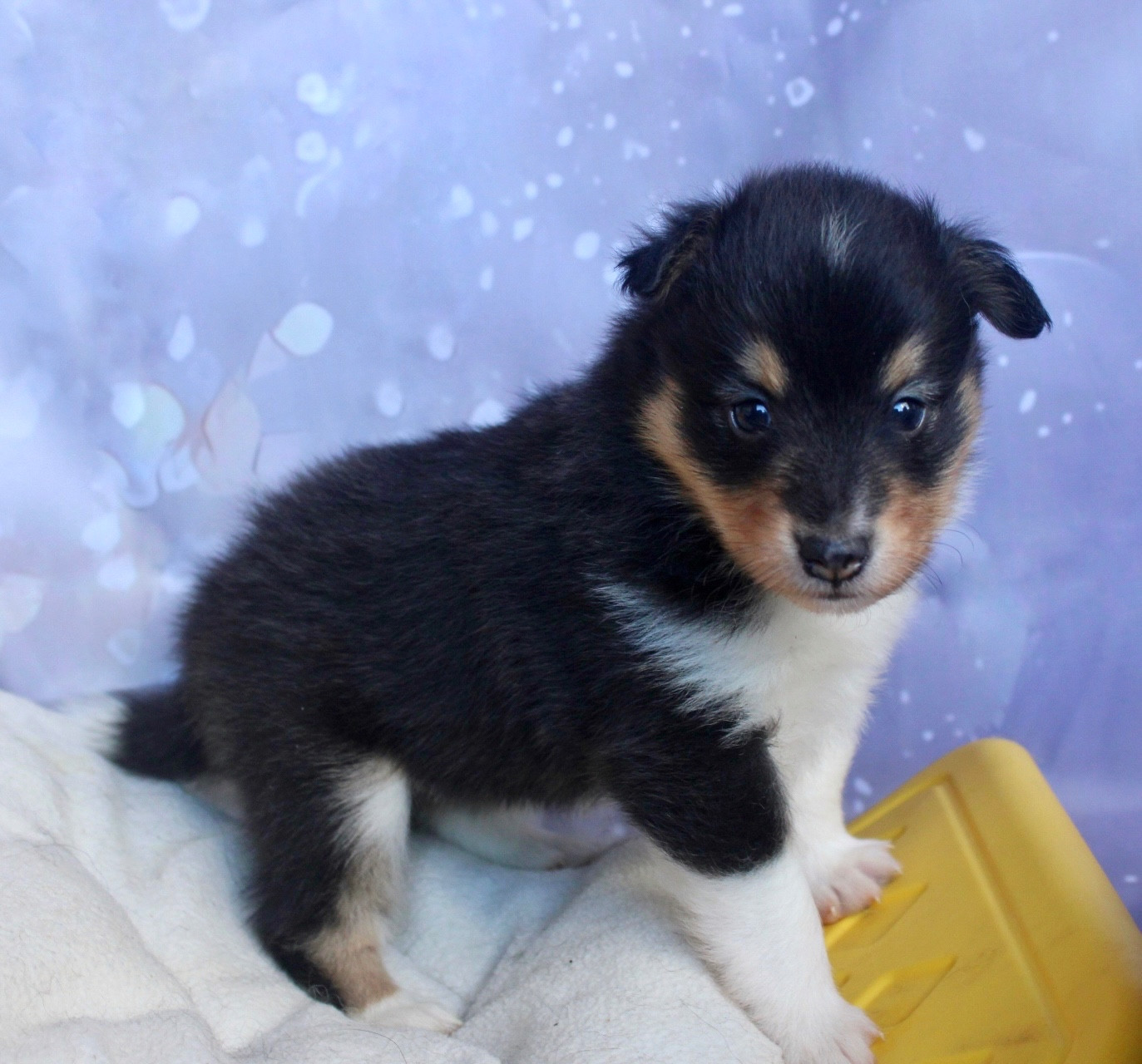 De La Ria Triskela - Chiots disponibles - Shetland Sheepdog