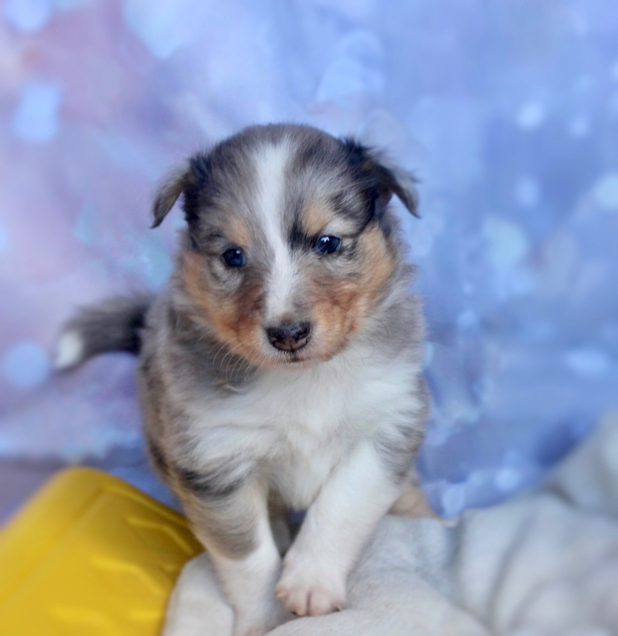 De La Ria Triskela - Chiots disponibles - Shetland Sheepdog