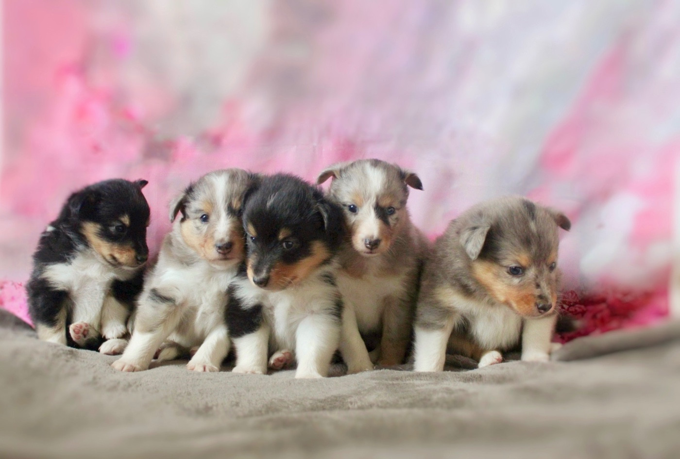 Chiot Shetland Sheepdog De La Ria Triskela