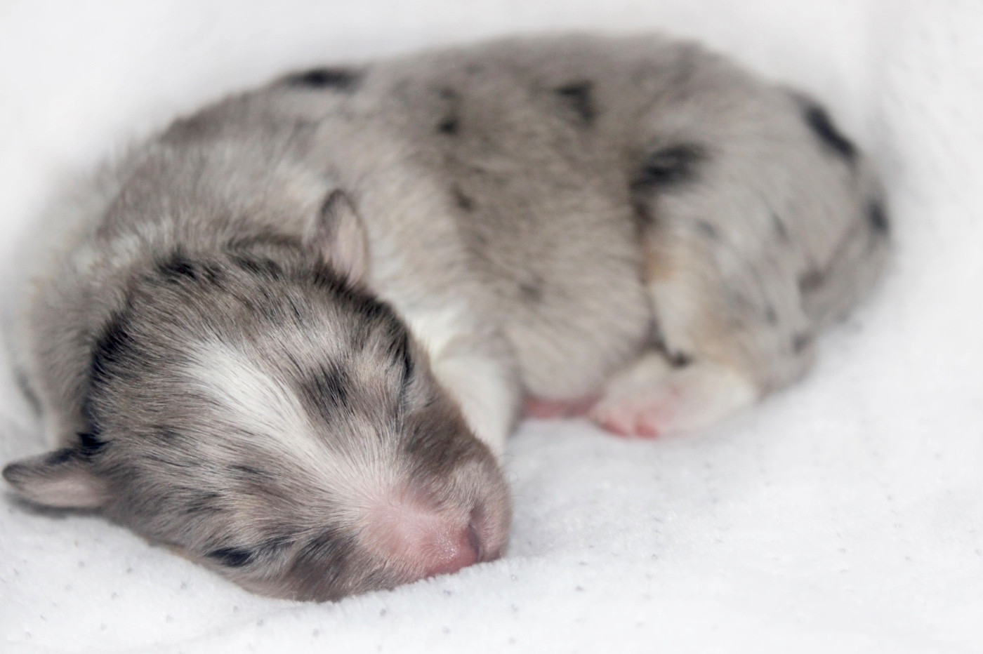 De La Ria Triskela - Chiots disponibles - Shetland Sheepdog