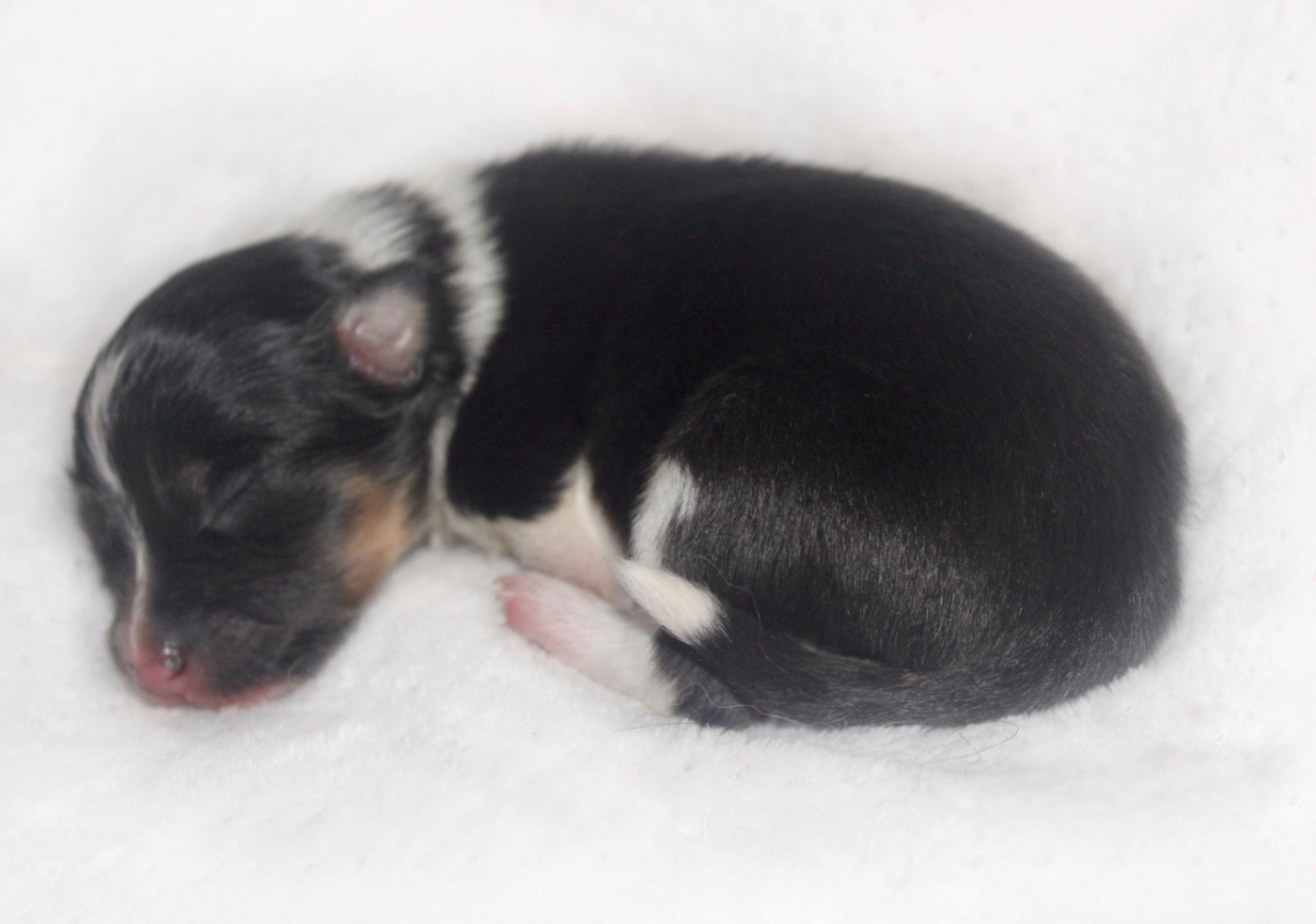 De La Ria Triskela - Chiots disponibles - Shetland Sheepdog