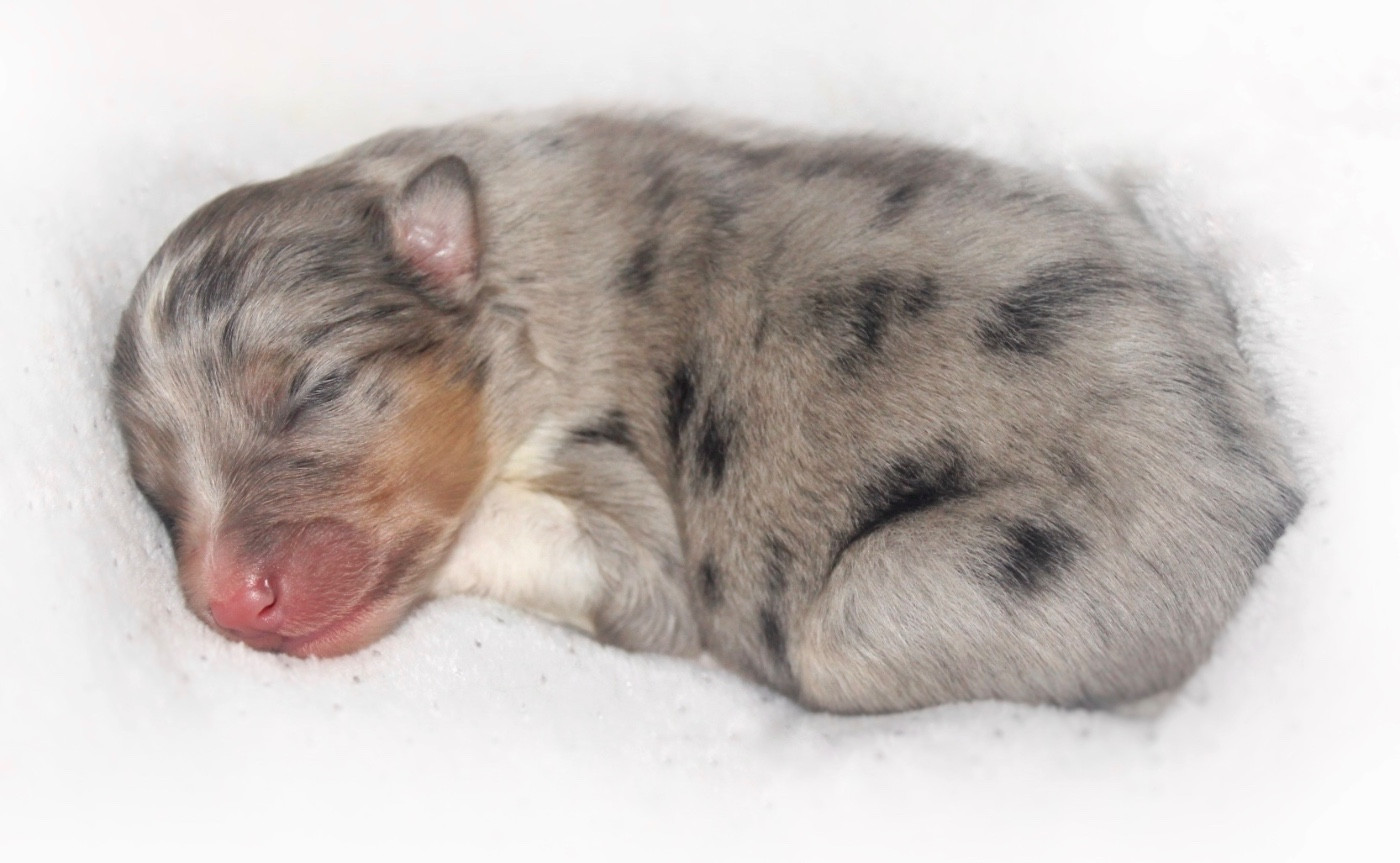 De La Ria Triskela - Chiots disponibles - Shetland Sheepdog