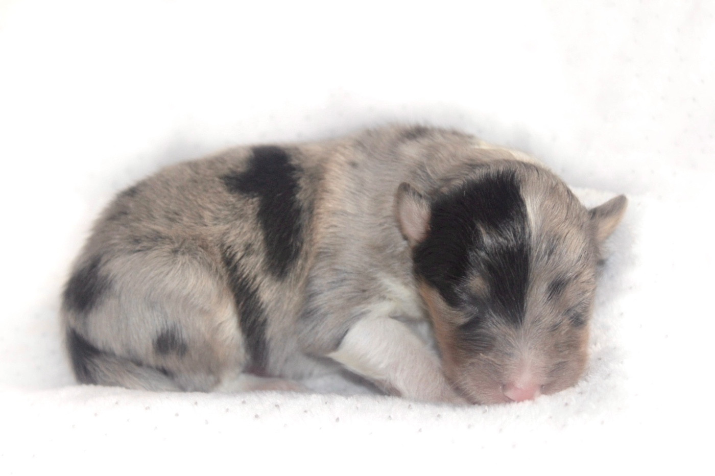 De La Ria Triskela - Chiots disponibles - Shetland Sheepdog