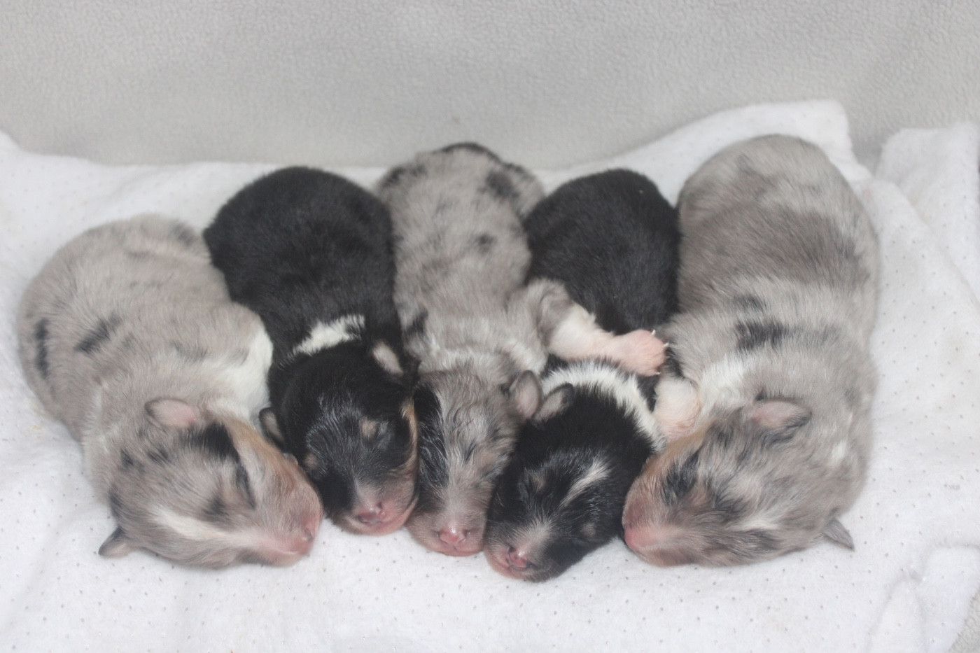 Chiot Shetland Sheepdog De La Ria Triskela