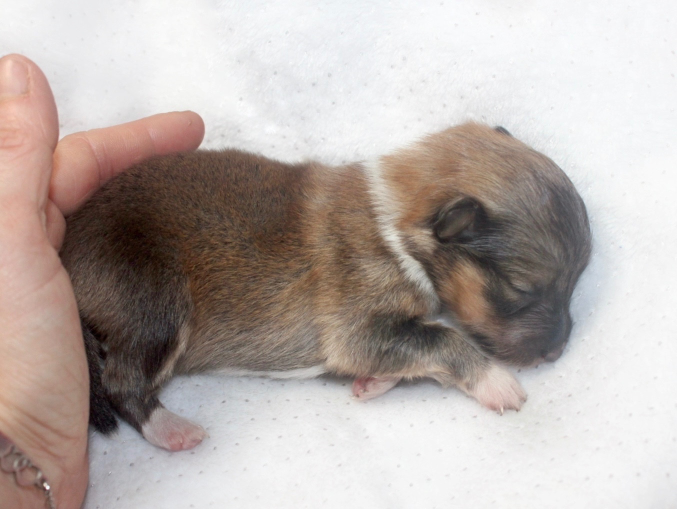 De La Ria Triskela - Chiots disponibles - Shetland Sheepdog