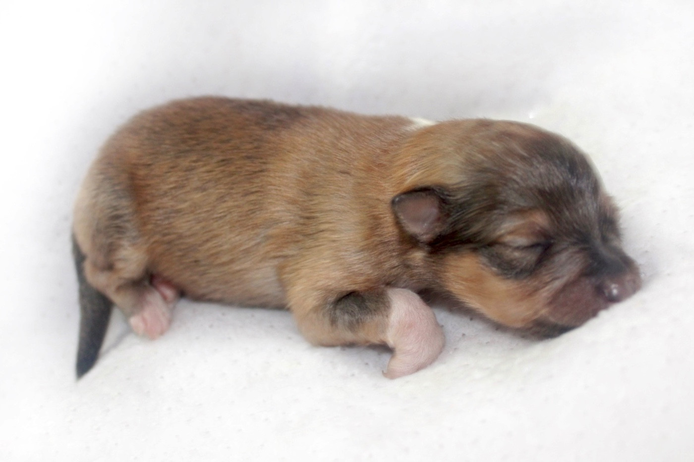 De La Ria Triskela - Chiots disponibles - Shetland Sheepdog