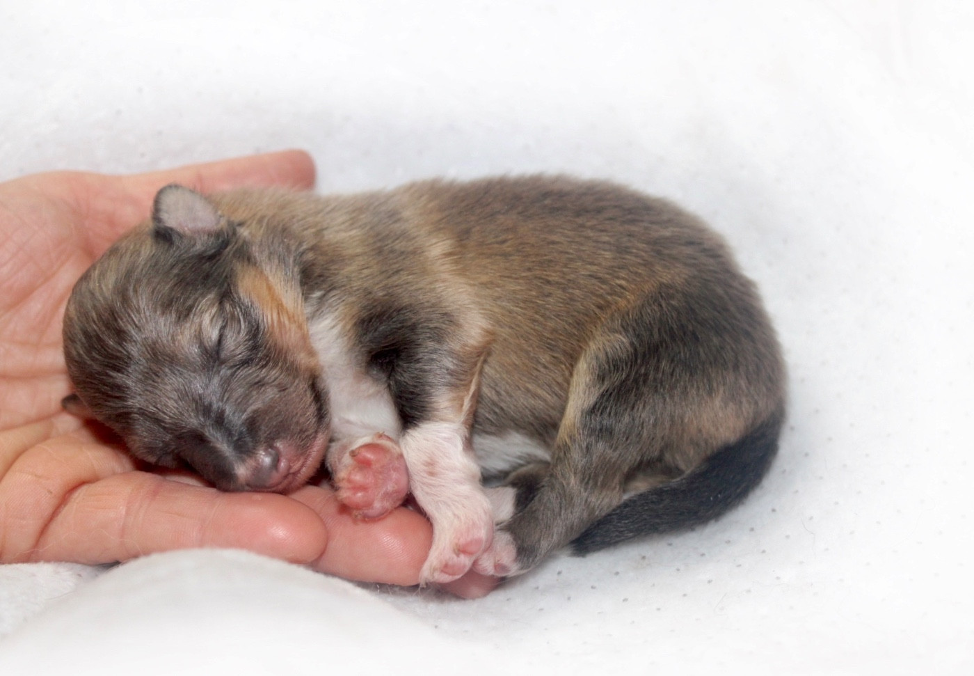 De La Ria Triskela - Chiots disponibles - Shetland Sheepdog