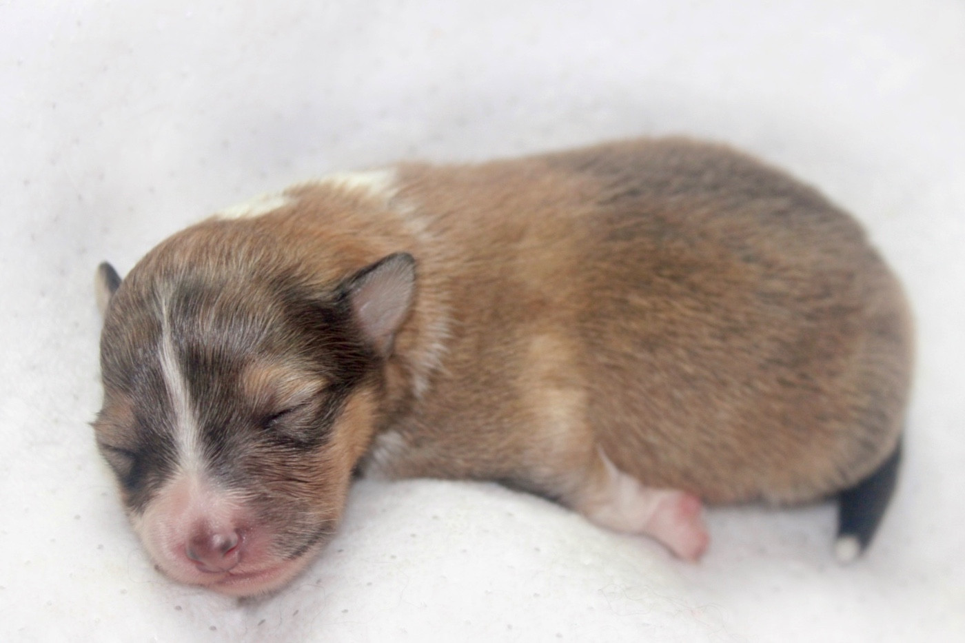 De La Ria Triskela - Chiots disponibles - Shetland Sheepdog