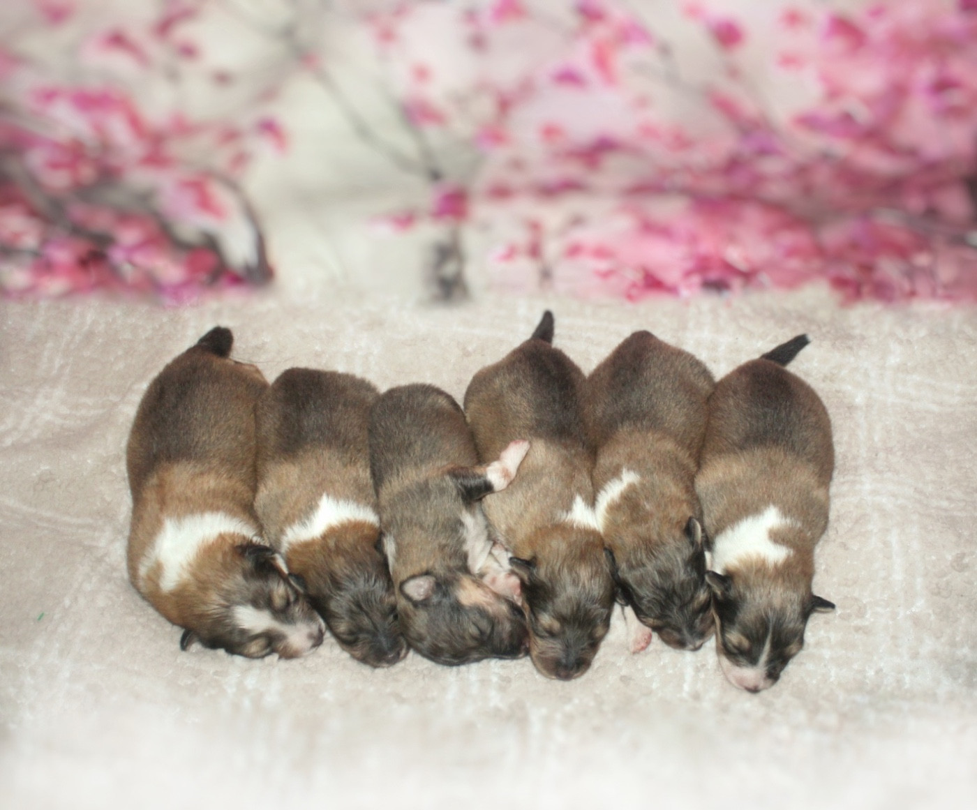 Chiot Shetland Sheepdog De La Ria Triskela