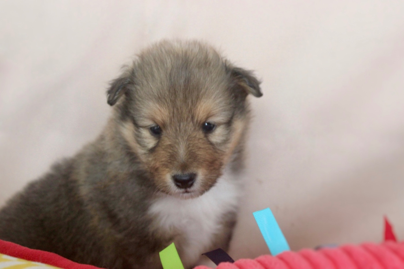 De La Ria Triskela - Chiots disponibles - Shetland Sheepdog