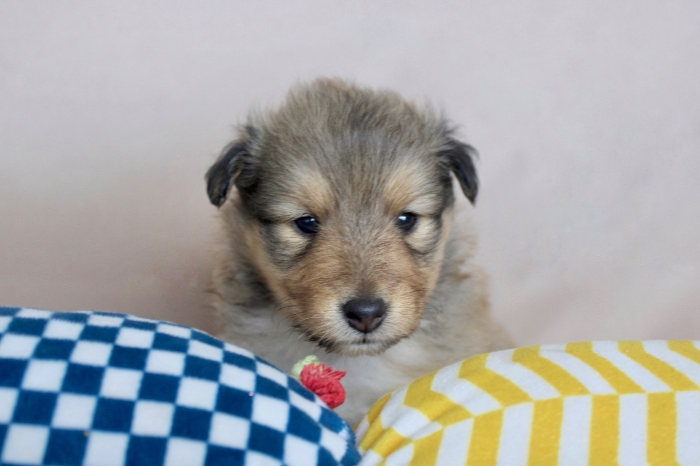 De La Ria Triskela - Chiots disponibles - Shetland Sheepdog