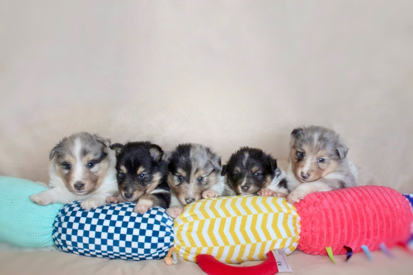 De La Ria Triskela - Shetland Sheepdog - Portée née le 13/02/2026