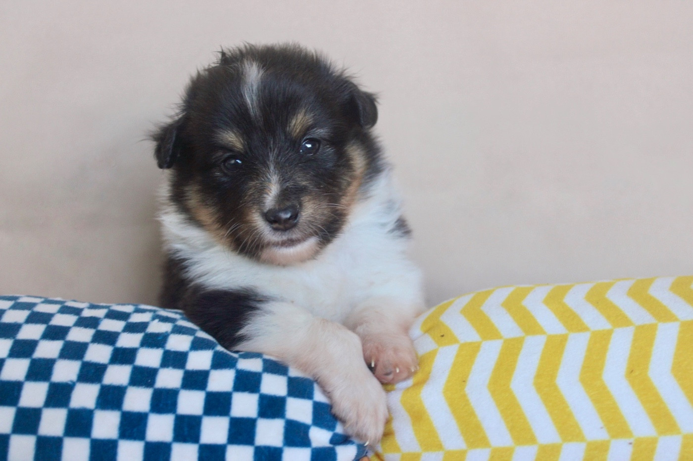 De La Ria Triskela - Chiots disponibles - Shetland Sheepdog