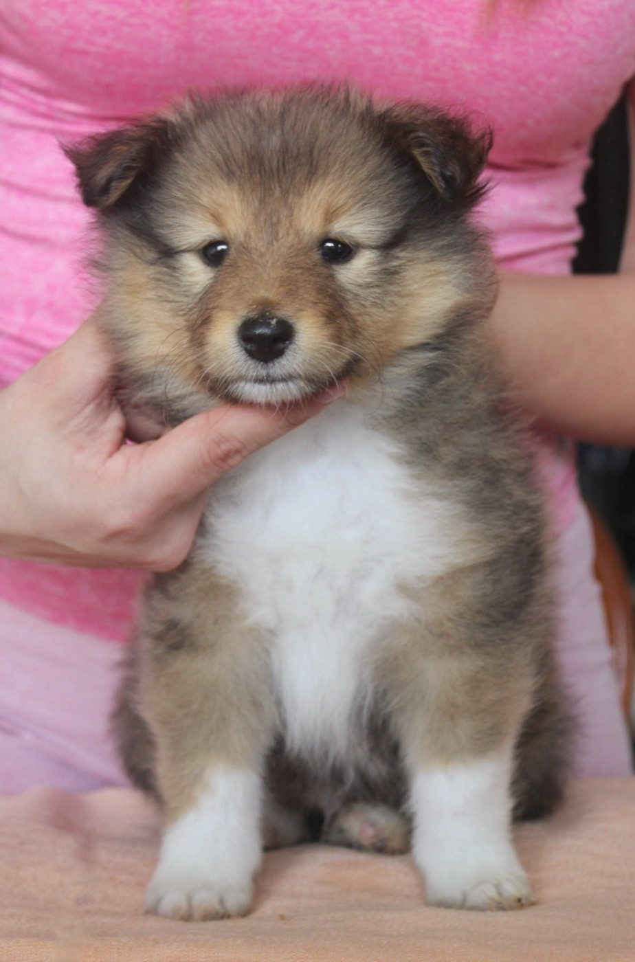 De La Ria Triskela - Chiots disponibles - Shetland Sheepdog
