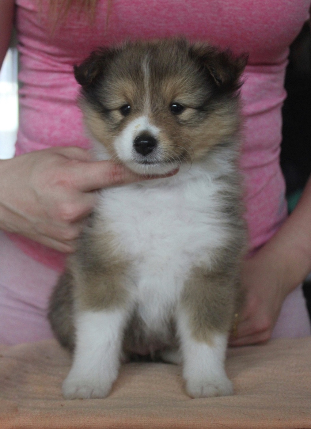 De La Ria Triskela - Chiots disponibles - Shetland Sheepdog